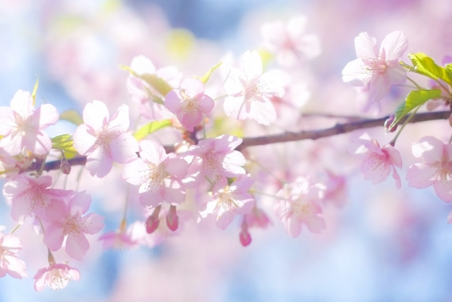 soft pink peach blossoms and peach buds