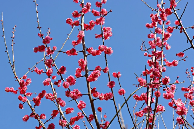 dark pink plum blossom tree