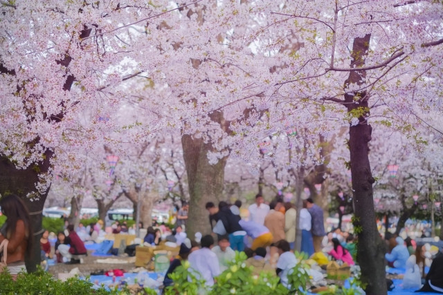 crowd of people having hanami under cherry blossom trees