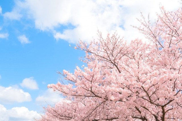 blue skies and cherry blossom trees