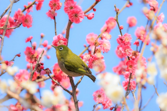 green bird resting on plum blossom tree