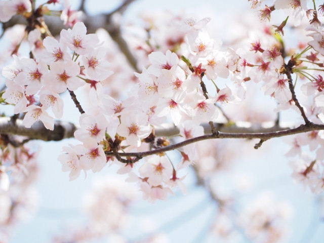 soft pink almost white cherry blossoms