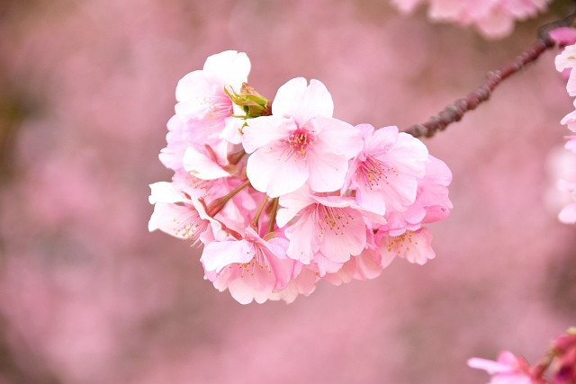 cluster of soft pink cherry blossoms