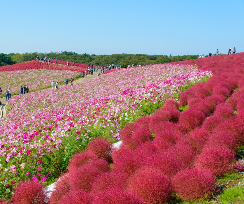 Công viên Hitachi Kaihin (国営ひたち海浜公園)
