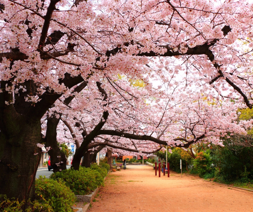 Công viên Yoyogi (代々木公園)