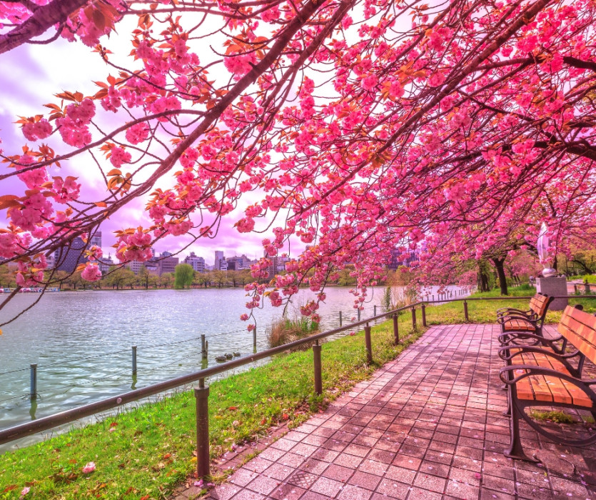 Công viên Ueno (上野公園)