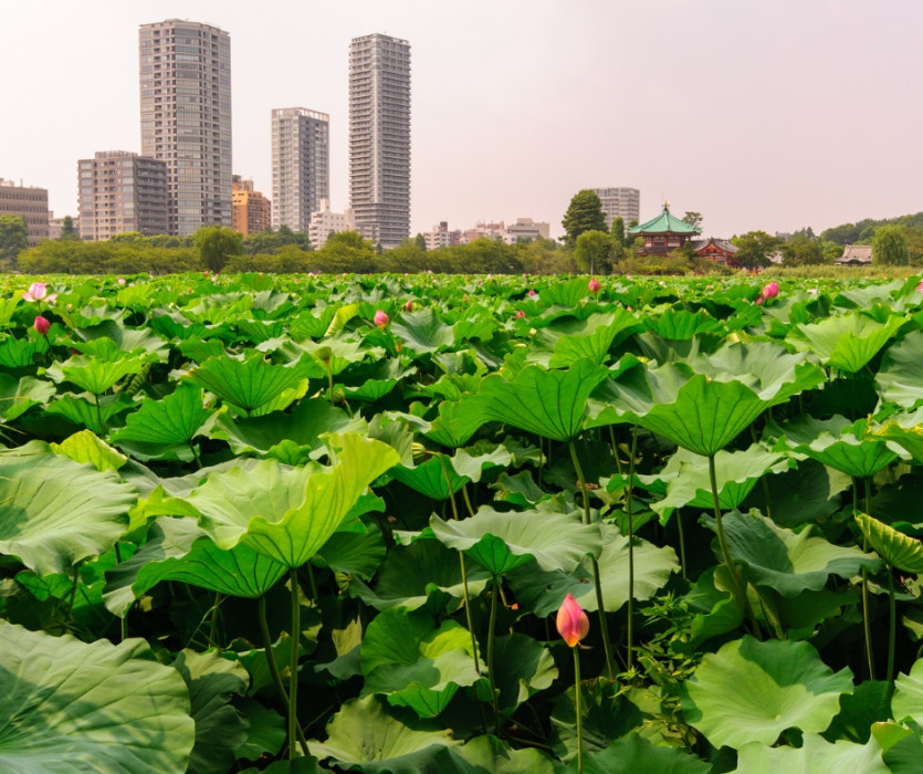 Công viên Ueno (上野公園)