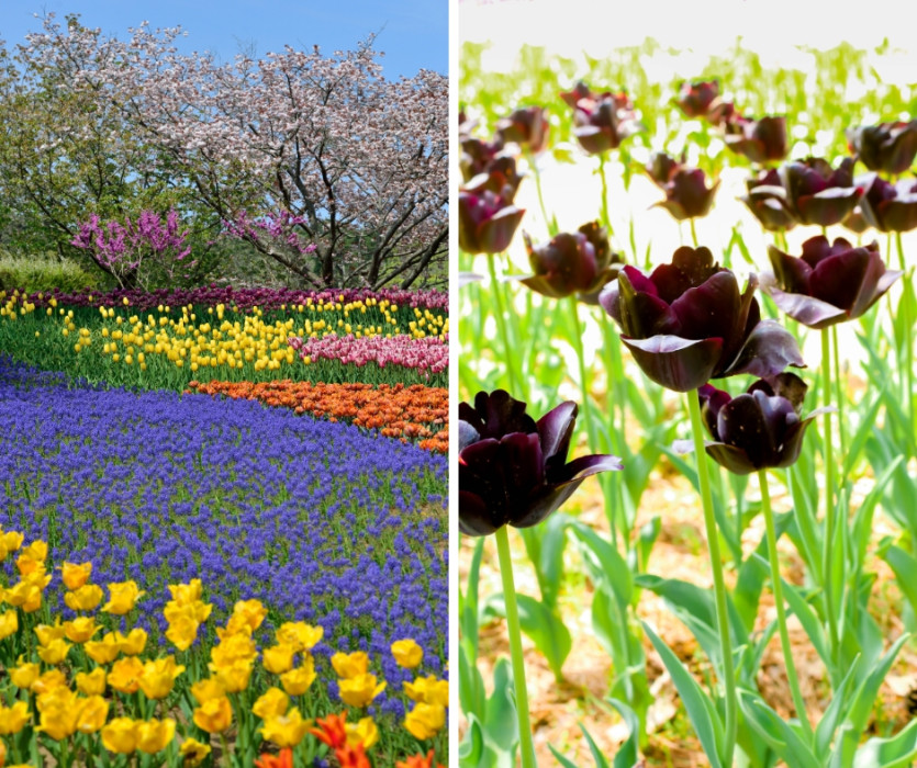 Công viên Hitachi Kaihin (国営ひたち海浜公園)