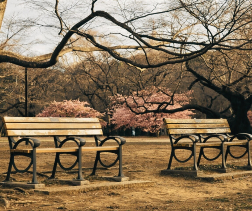 Công viên Yoyogi (代々木公園)