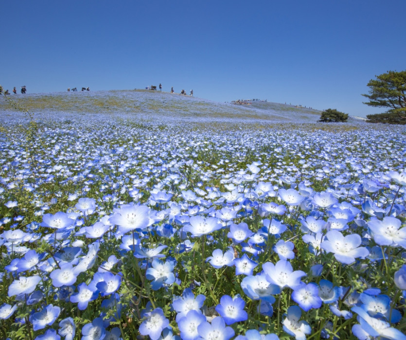 Công viên Hitachi Kaihin (国営ひたち海浜公園)