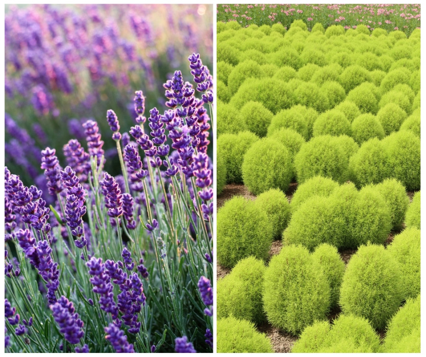 Công viên Hitachi Kaihin (国営ひたち海浜公園)