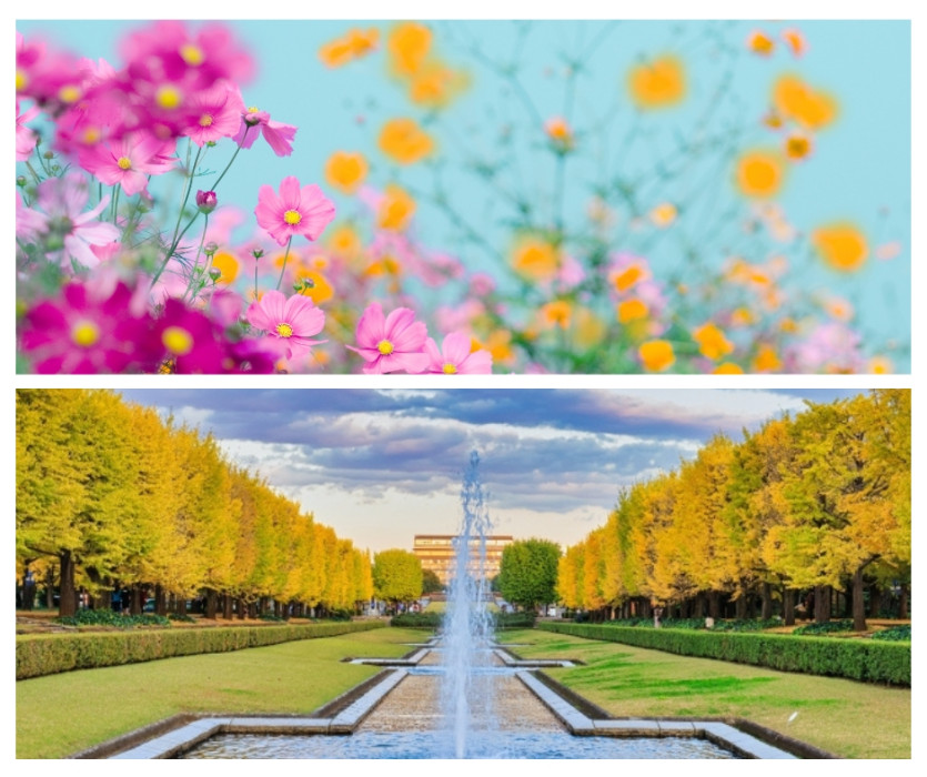 Công viên Showa Kinen (国営昭和記念公園)