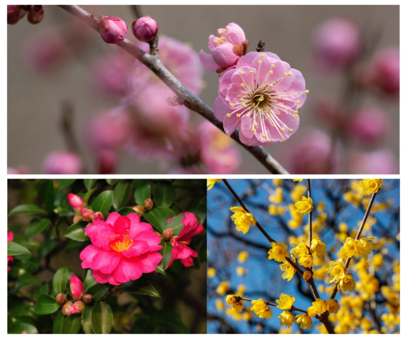 Công viên Showa Kinen (国営昭和記念公園)