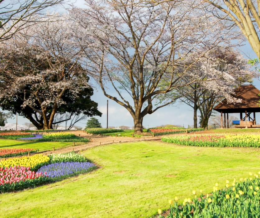 Công viên Showa Kinen (国営昭和記念公園)