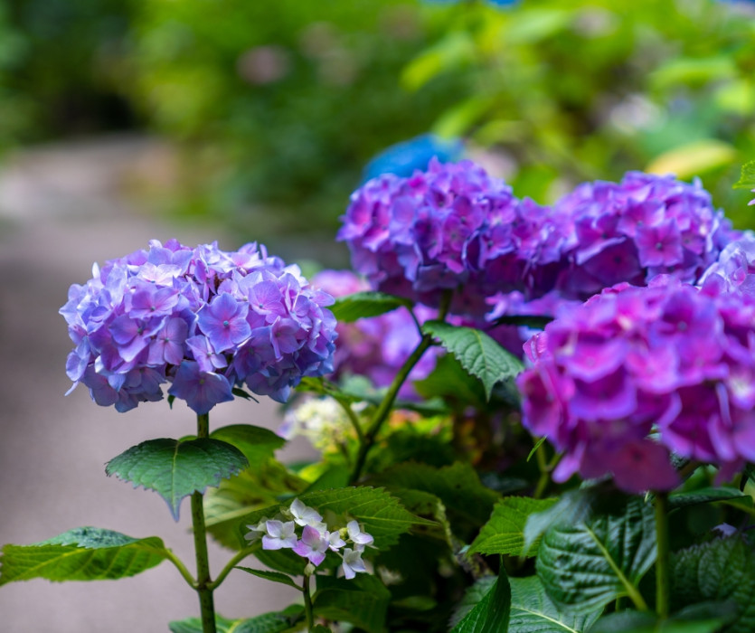 Công viên Showa Kinen (国営昭和記念公園)