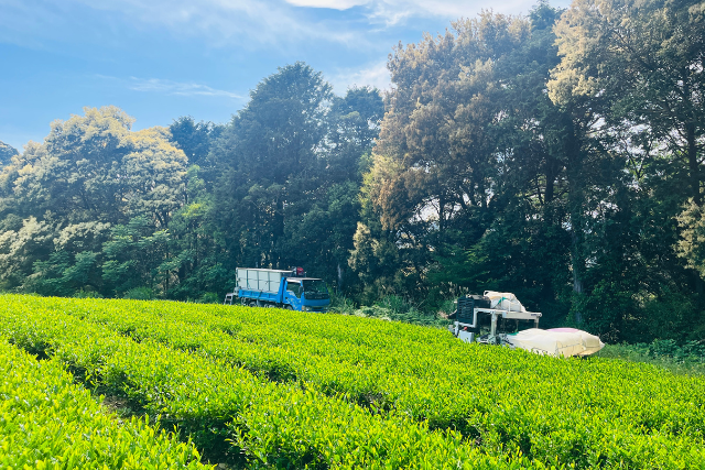 เครื่องตัดใบชา ญี่ปุ่น