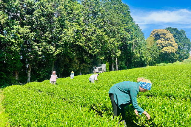 เก็บชา พักโฮมสเตย์ ที่ญี่ปุ่น