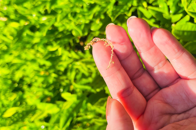 เก็บชา พักโฮมสเตย์ ที่ญี่ปุ่น