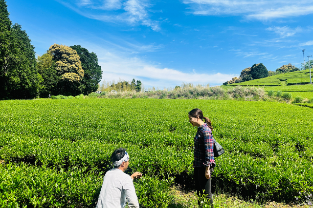 เก็บชา พักโฮมสเตย์ ที่ญี่ปุ่น