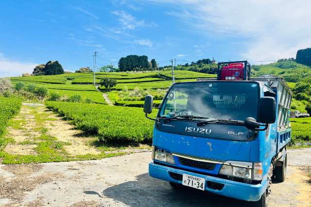 เก็บชา พักโฮมสเตย์ ที่ญี่ปุ่น