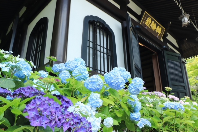 長谷寺（神奈川県）のが画像
