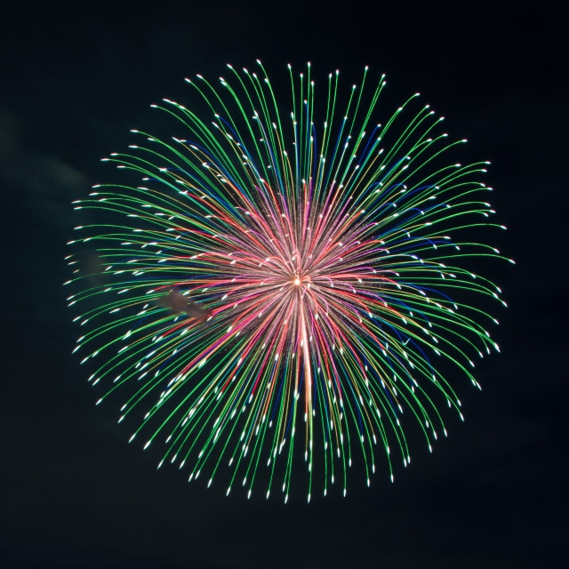 하나비 보탄 키쿠 이미지