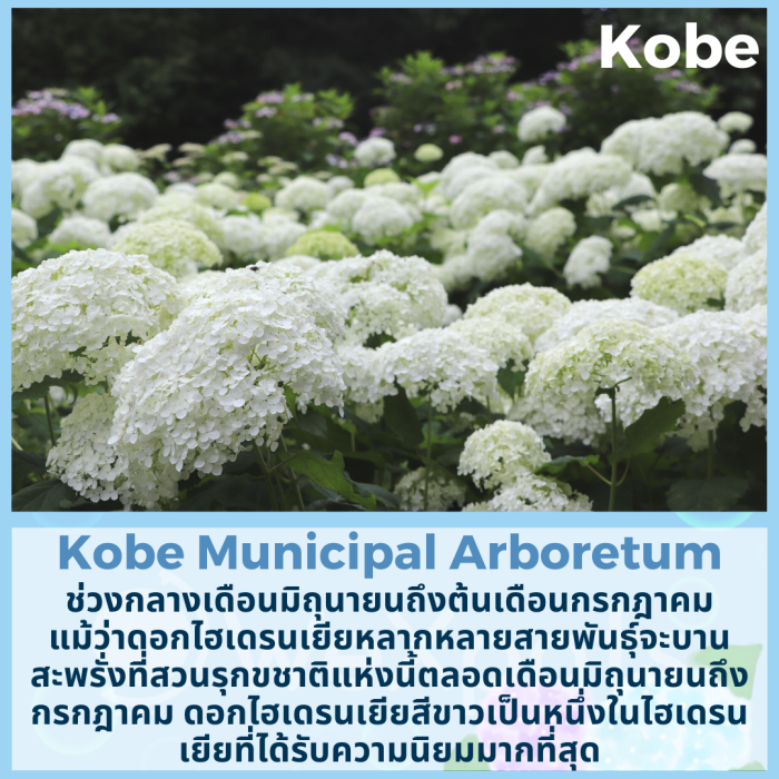 ไฮเดรนเยีย โกเบ