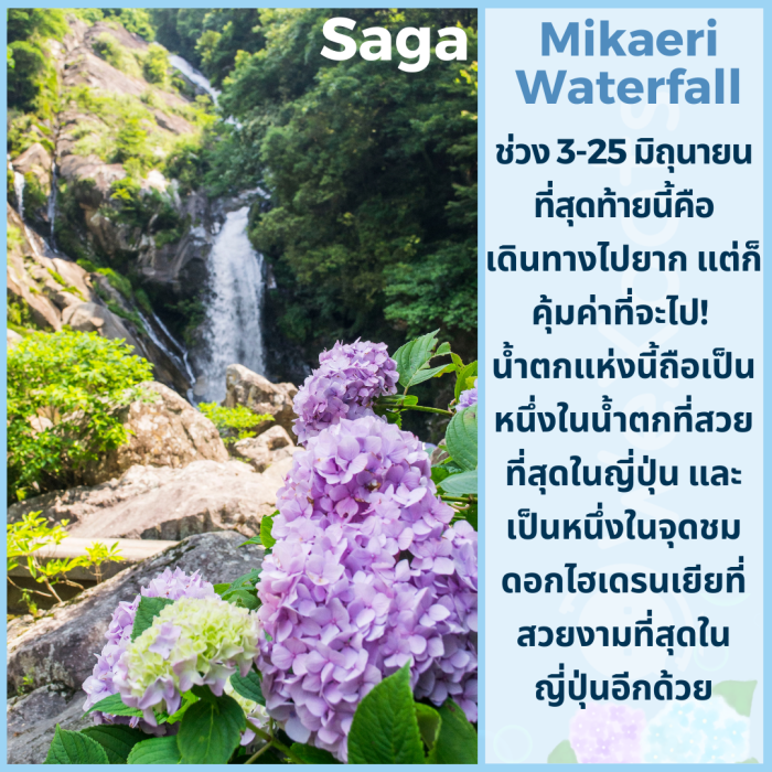 ไฮเดรนเยีย ซากะ