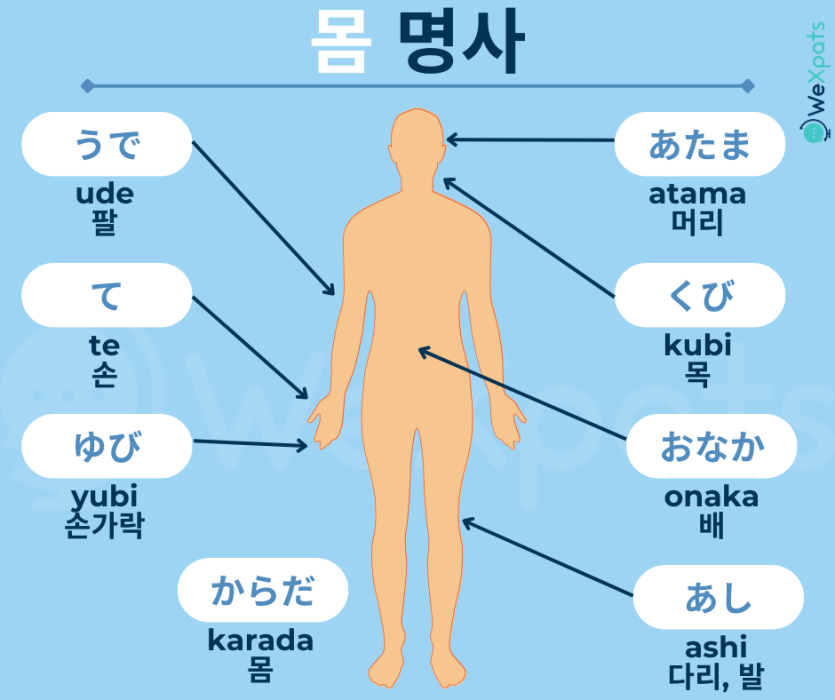일본어 몸 JLPT N5 명사 일본어 신체 부분 이미지