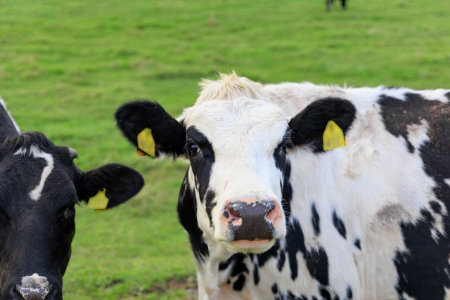 how to get a dairy farmer job in japan