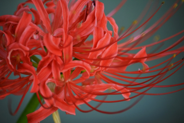 東京洗足池公園