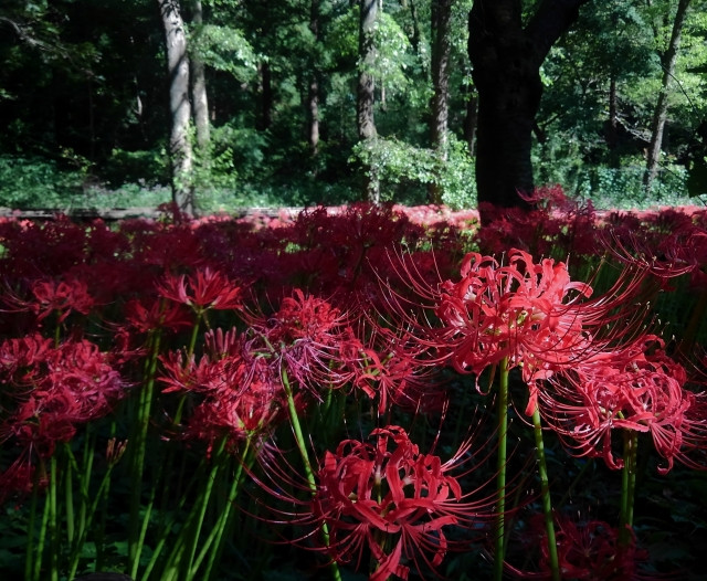 10. 東京野川公園