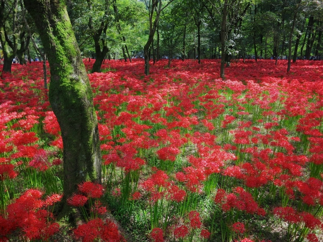 12. 埼玉縣巾着田(巾着田曼珠沙華公園)