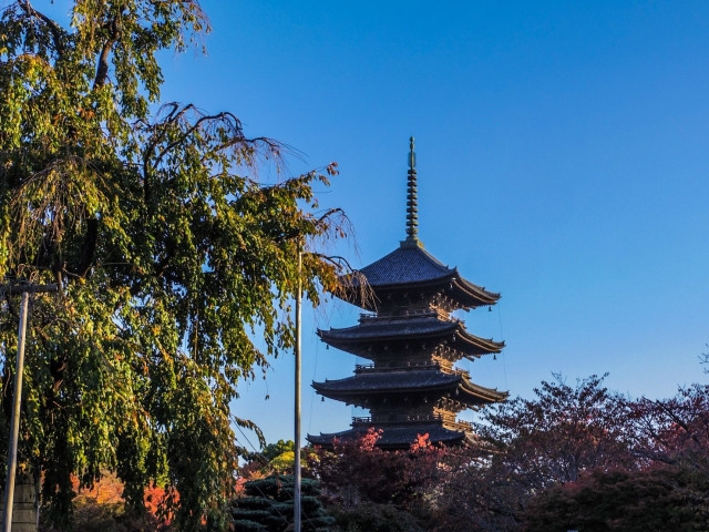 교오 고코쿠지 도지 금목서 이미지