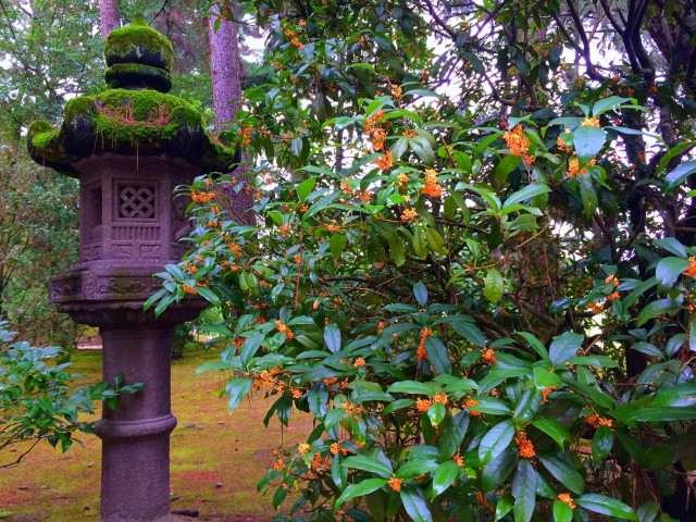 일본에서 친근한 가을꽃 금목서 이미지