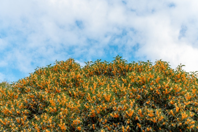 금목서 꽃 피는 시기: 9월 중순~10월 하순(일본 간토 지방 기준) 이미지