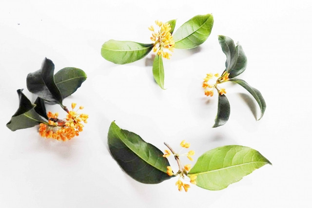 금목서 꽃말: 겸손, 고귀한 사람, 진실 이미지