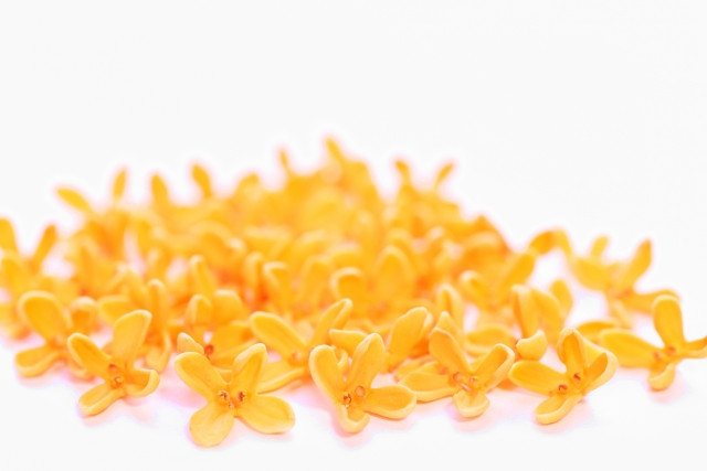 금목서 천리향 별칭 이미지