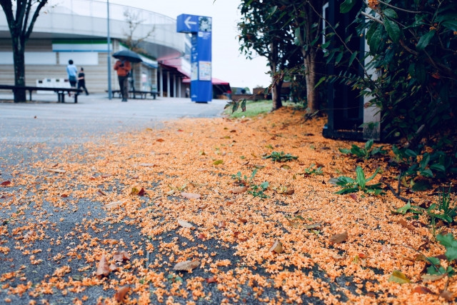 금목서, 두 번 개화 이미지