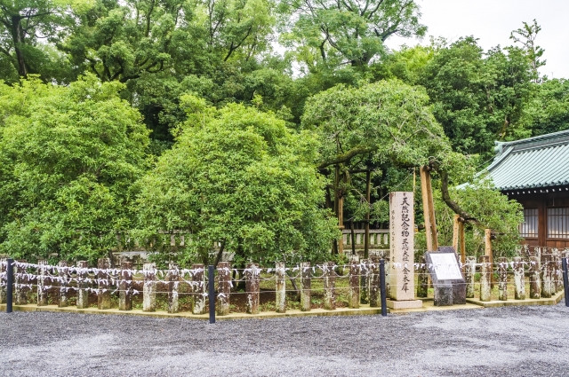 미시마신사 금목서 이미지