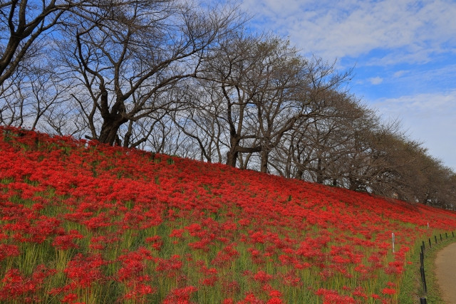 현영 고겐도 공원(県営権現堂公園) 피안화 이미지