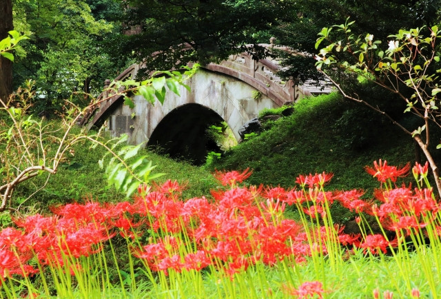 코이시카와 고라쿠엔(小石川後楽園) 피안화 이미지