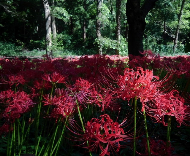 노가와 공원(野川公園) 피안화 이미지