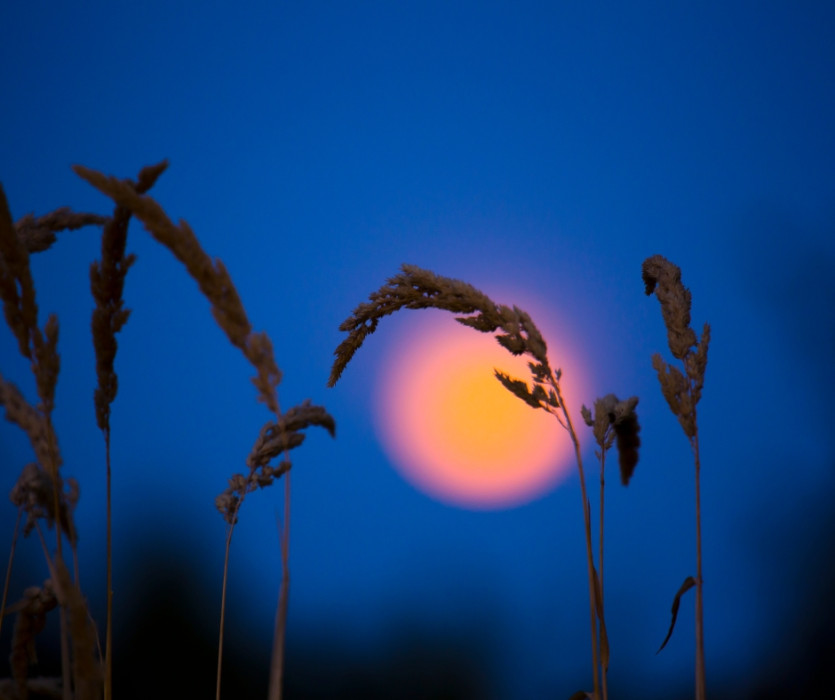 tết trung thu nhật bản