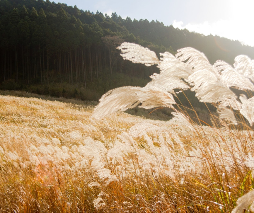 tết trung thu nhật bản