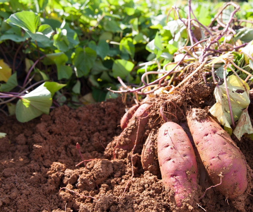tết trung thu nhật bản