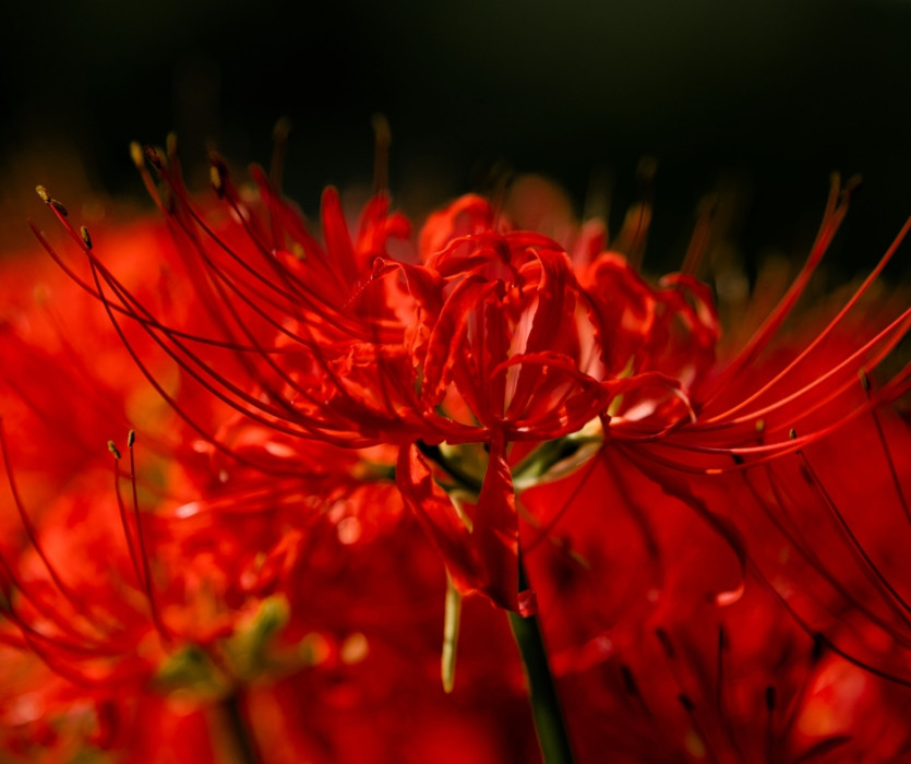 hoa bỉ ngạn ở Nhật