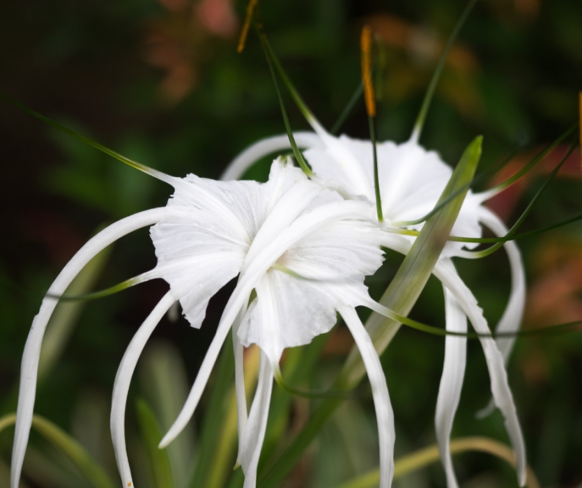 hoa bỉ ngạn ở Nhật