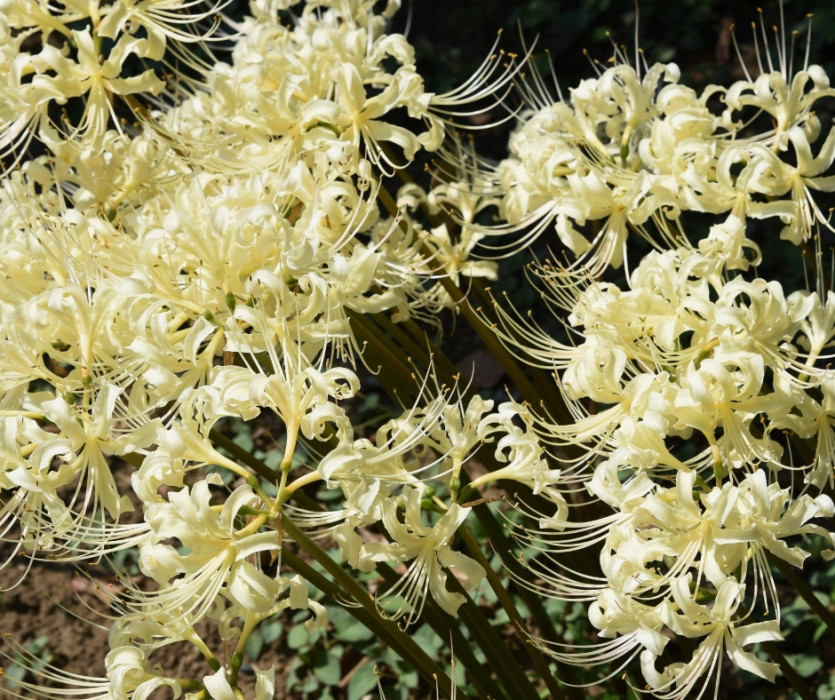 hoa bỉ ngạn ở Nhật