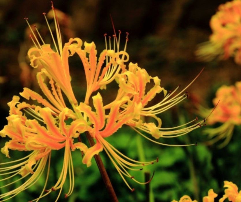 hoa bỉ ngạn ở Nhật